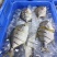 拉花金鲳鱼，可以定做6/7成鱼干