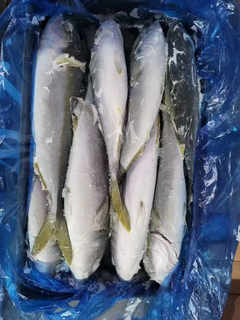黄金鲅100吨，2-30斤全规格，箱装，袋装，独立包装。