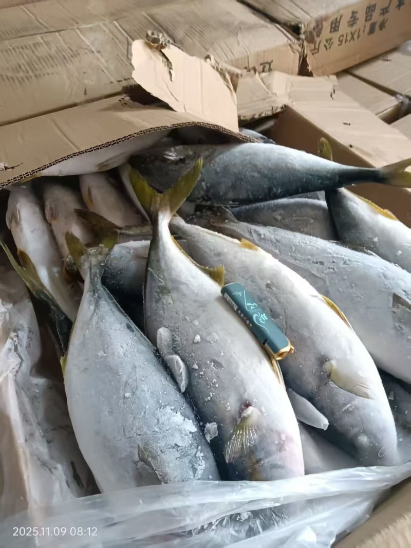 黄金鲅100吨，2-30斤全规格，箱装，袋装，独立包装。