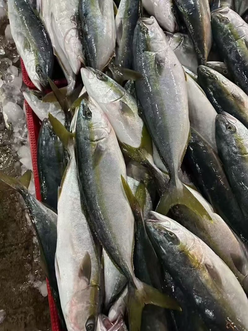 黄金鲅100吨，2-30斤全规格，箱装，袋装，独立包装。