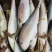黄金鲅100吨，2-30斤全规格，箱装，袋装，独立包装。