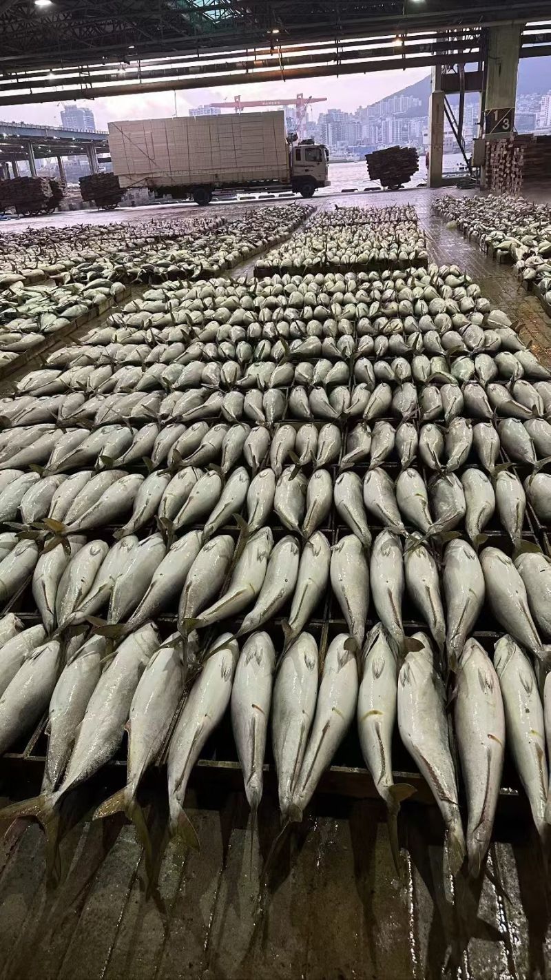 黄金鲅100吨，2-30斤全规格，箱装，袋装，独立包装。