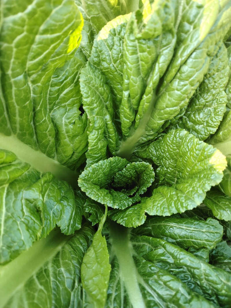 贵州5月青芥菜一手货源产地直发量大从优欢迎随时联系