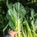 贵州5月青芥菜一手货源产地直发量大从优欢迎随时联系