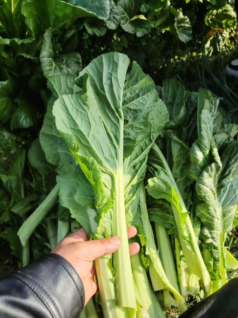 贵州5月青芥菜一手货源产地直发量大从优欢迎随时联系