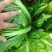 贵州5月青芥菜一手货源产地直发量大从优欢迎随时联系