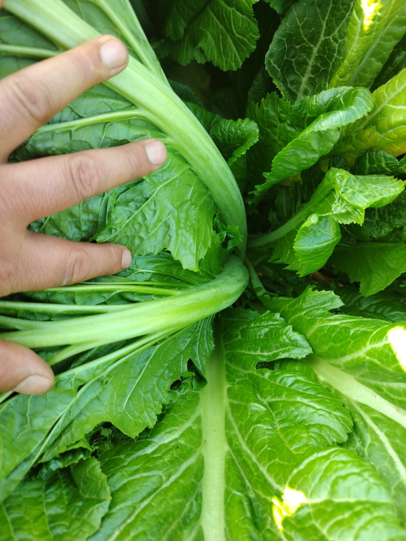 贵州5月青芥菜一手货源产地直发量大从优欢迎随时联系