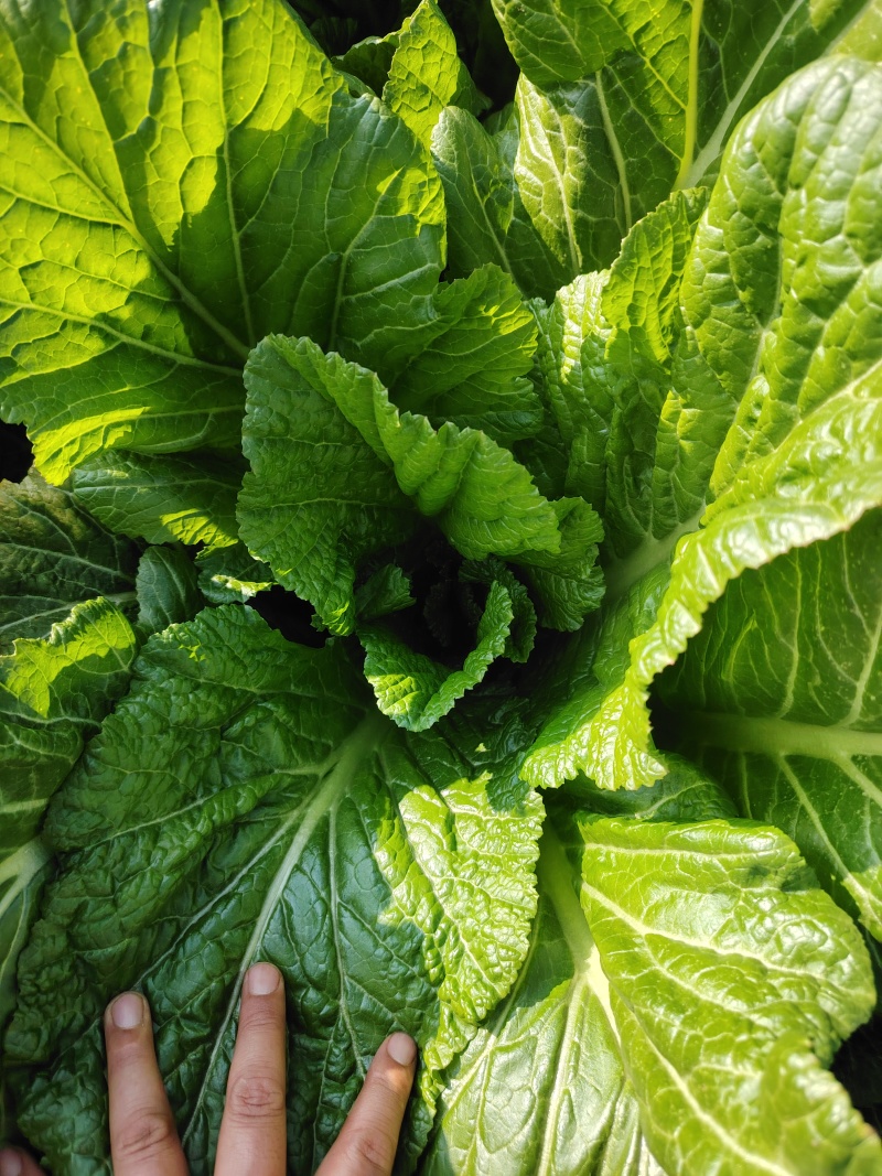 贵州5月青芥菜一手货源产地直发量大从优欢迎随时联系