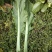 贵州5月青芥菜一手货源产地直发量大从优欢迎随时联系