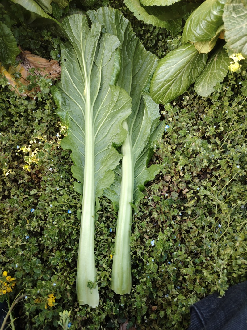贵州5月青芥菜一手货源产地直发量大从优欢迎随时联系