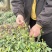 都匀毛尖手工团山茶