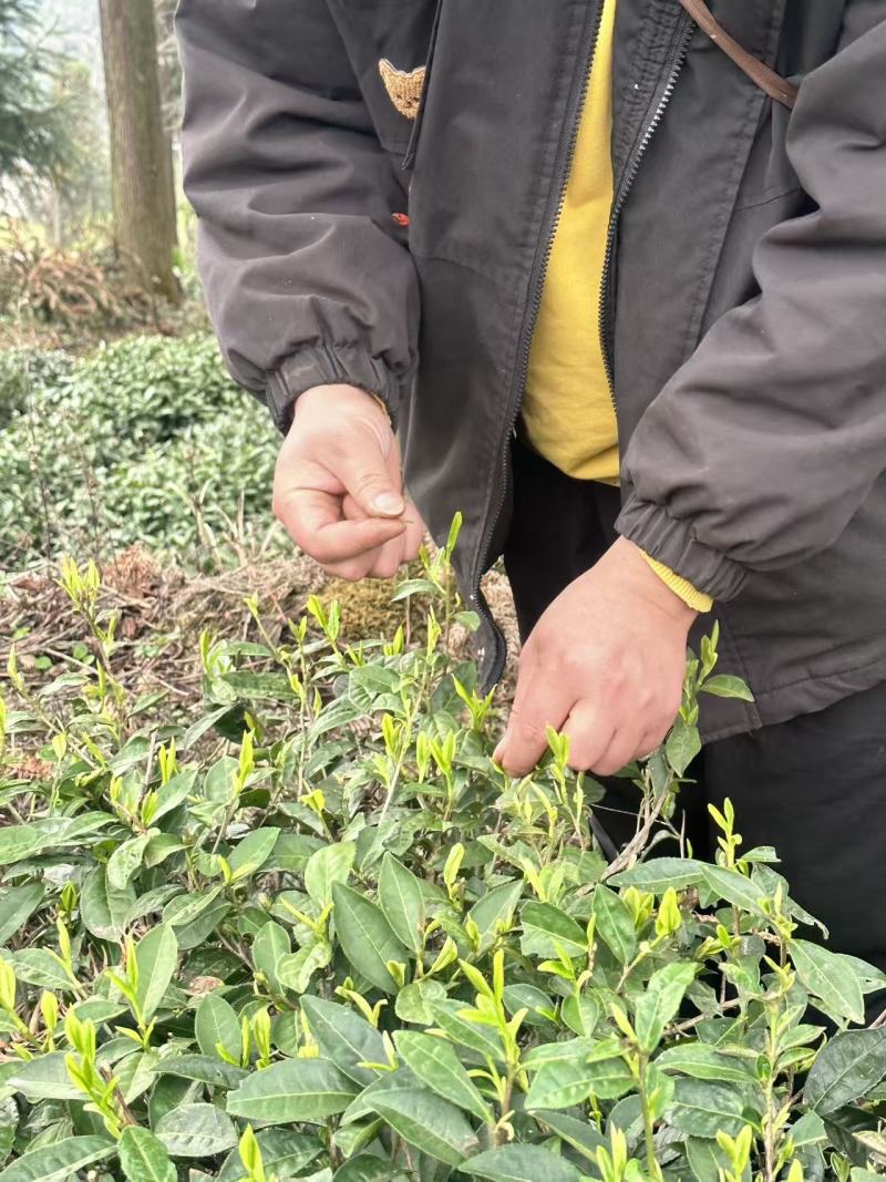 都匀毛尖手工团山茶