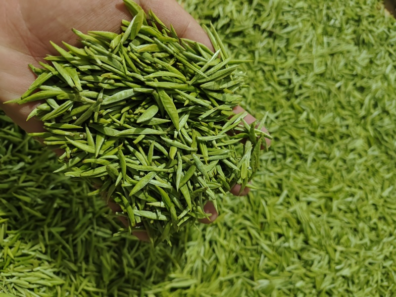 都匀毛尖手工团山茶
