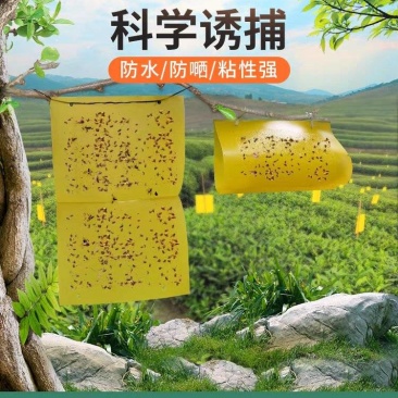 针锋果实蝇粘虫板诱虫板除各种小飞虫害虫果树大棚种植防虫贴