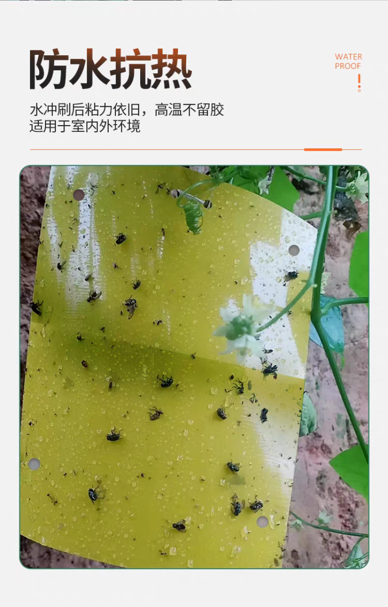 针锋果实蝇粘虫板诱虫板除各种小飞虫害虫果树大棚种植防虫贴