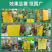 针锋果实蝇粘虫板诱虫板除各种小飞虫害虫果树大棚种植防虫贴