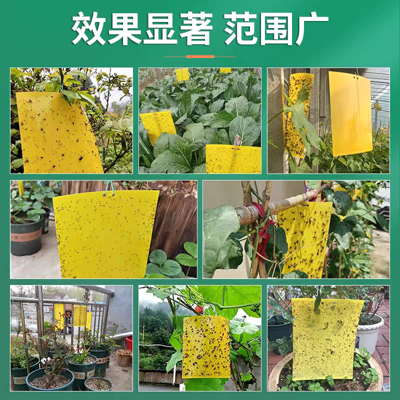 针锋果实蝇粘虫板诱虫板除各种小飞虫害虫果树大棚种植防虫贴