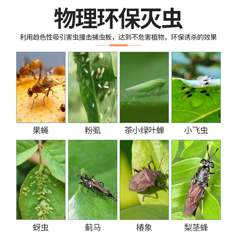 针锋果实蝇粘虫板诱虫板除各种小飞虫害虫果树大棚种植防虫贴