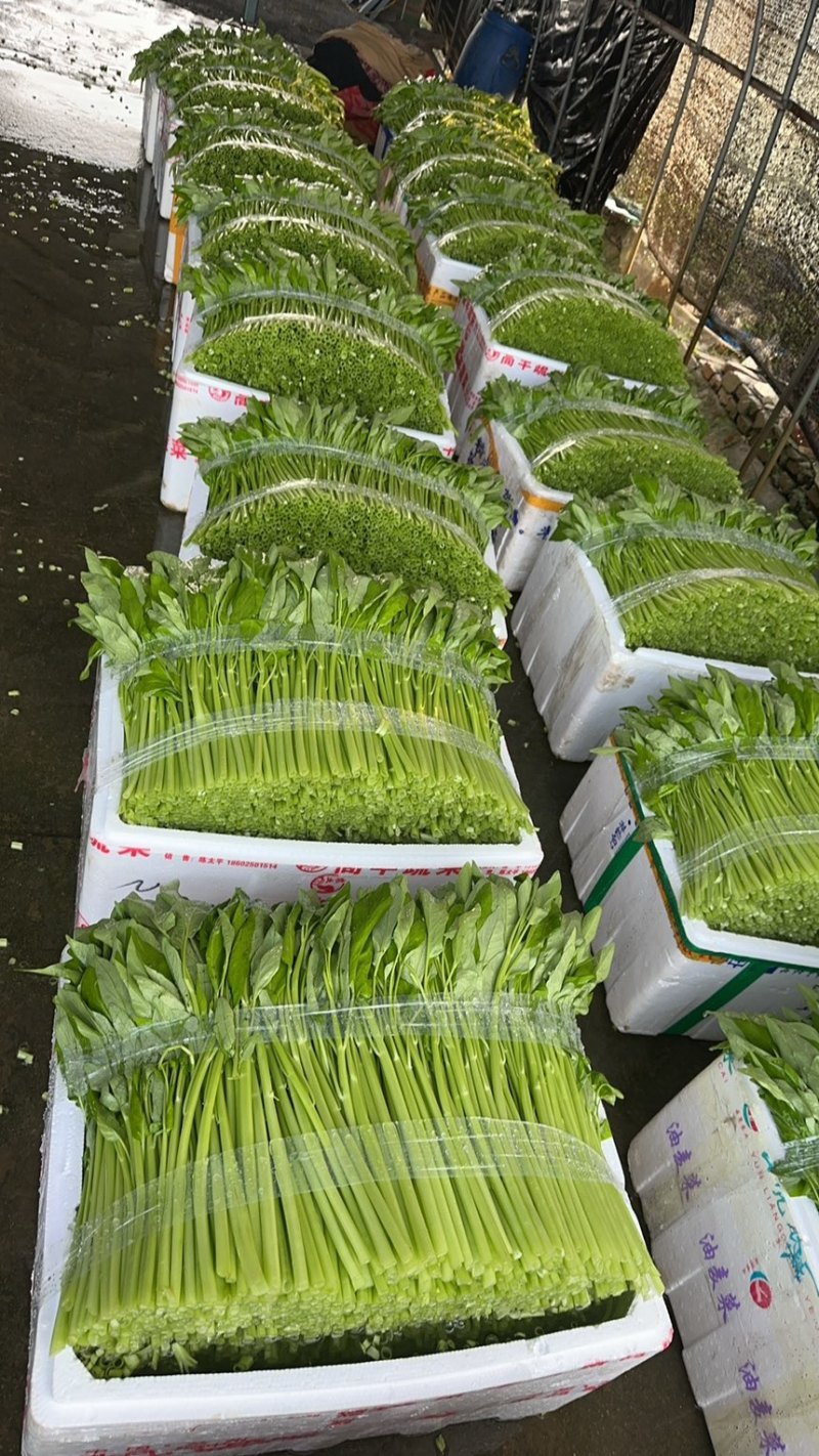 水空心菜、货源稳定、常年发常州、无锡、苏州、浙江、