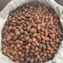 草果
