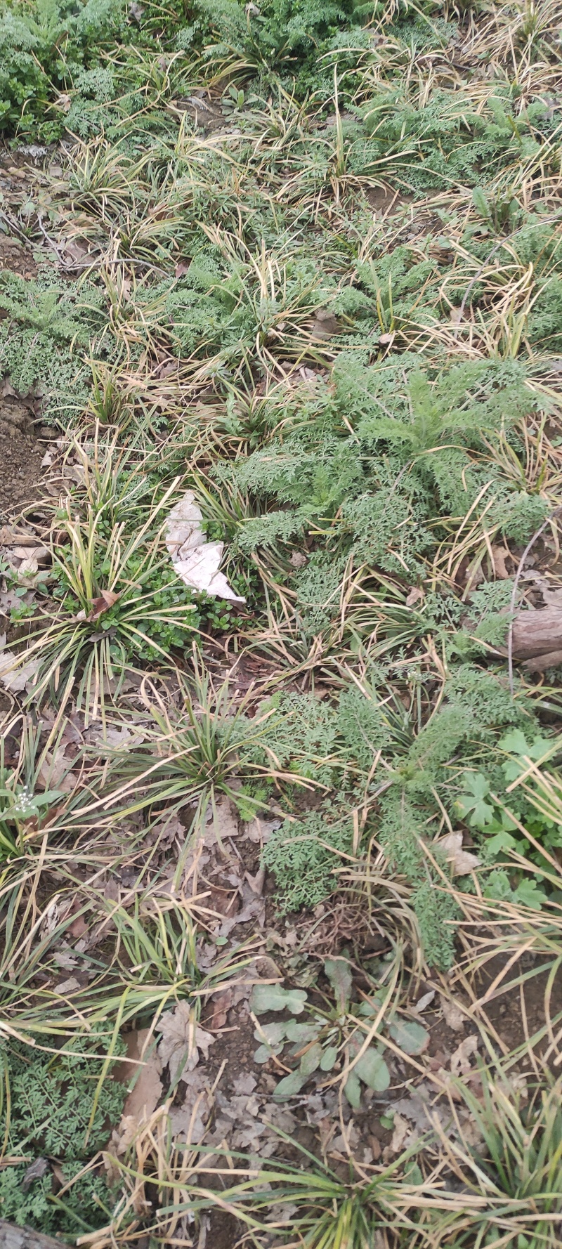 夏至草货源充足量大从优质量保证欢迎咨询