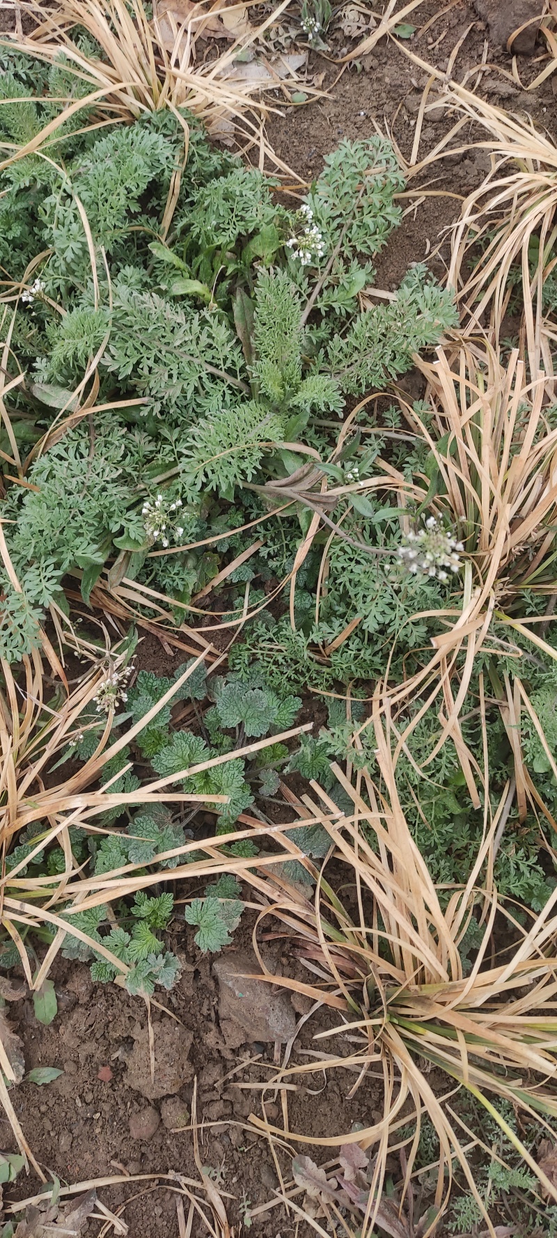 夏至草货源充足量大从优质量保证欢迎咨询