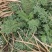 夏至草货源充足量大从优质量保证欢迎咨询