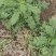 夏至草货源充足量大从优质量保证欢迎咨询