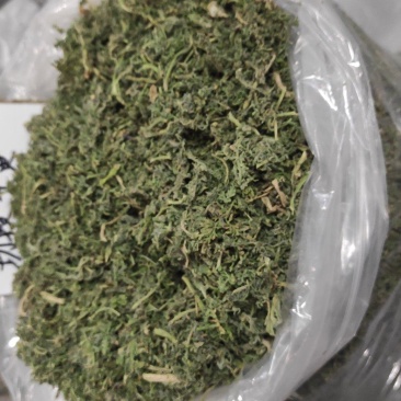 夏至草货源充足量大从优质量保证欢迎咨询