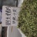 婆婆纳(双肾草)
