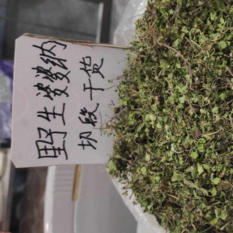 婆婆纳(双肾草)