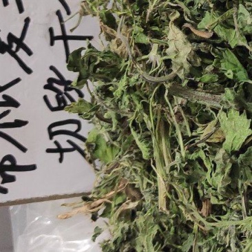 夏至草质量保证货源充足量大从优诚信经营欢迎咨询