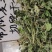 夏至草质量保证货源充足量大从优诚信经营欢迎咨询