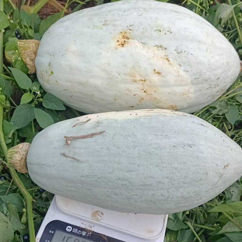 湛江贵族南瓜大量供货