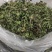 夏至草质量保证货源充足量大从优诚信经营欢迎咨询