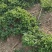 夏至草质量保证货源充足量大从优诚信经营欢迎咨询