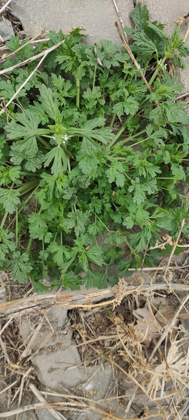 夏至草质量保证货源充足量大从优诚信经营欢迎咨询