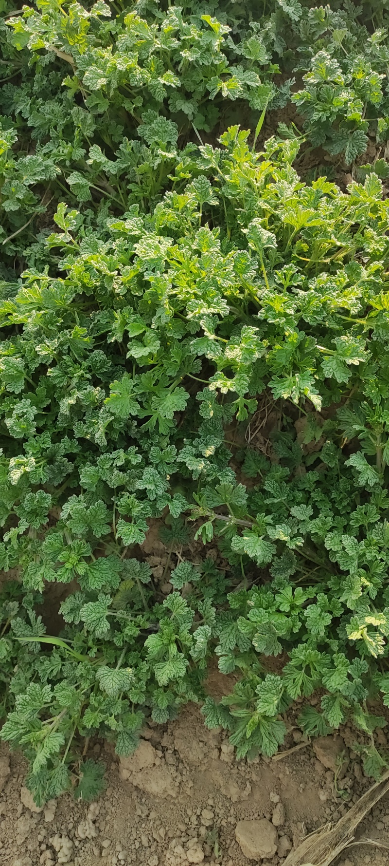 夏至草质量保证货源充足量大从优诚信经营欢迎咨询