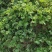 夏至草质量保证货源充足量大从优诚信经营欢迎咨询