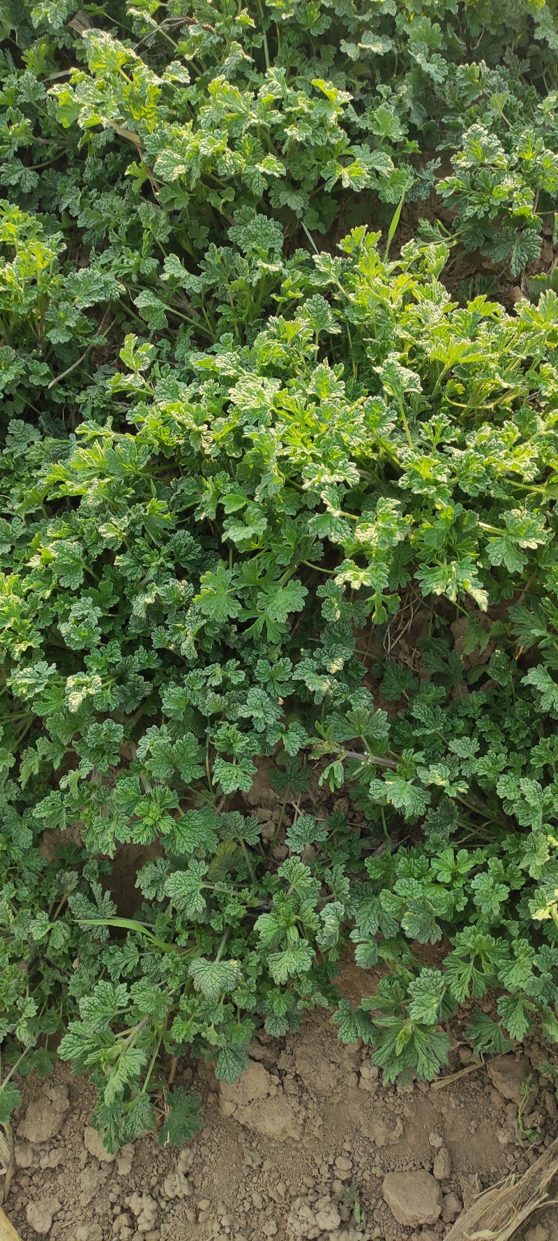 夏至草质量保证货源充足量大从优诚信经营欢迎咨询