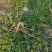 夏至草质量保证货源充足量大从优诚信经营欢迎咨询