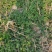 夏至草质量保证货源充足量大从优诚信经营欢迎咨询