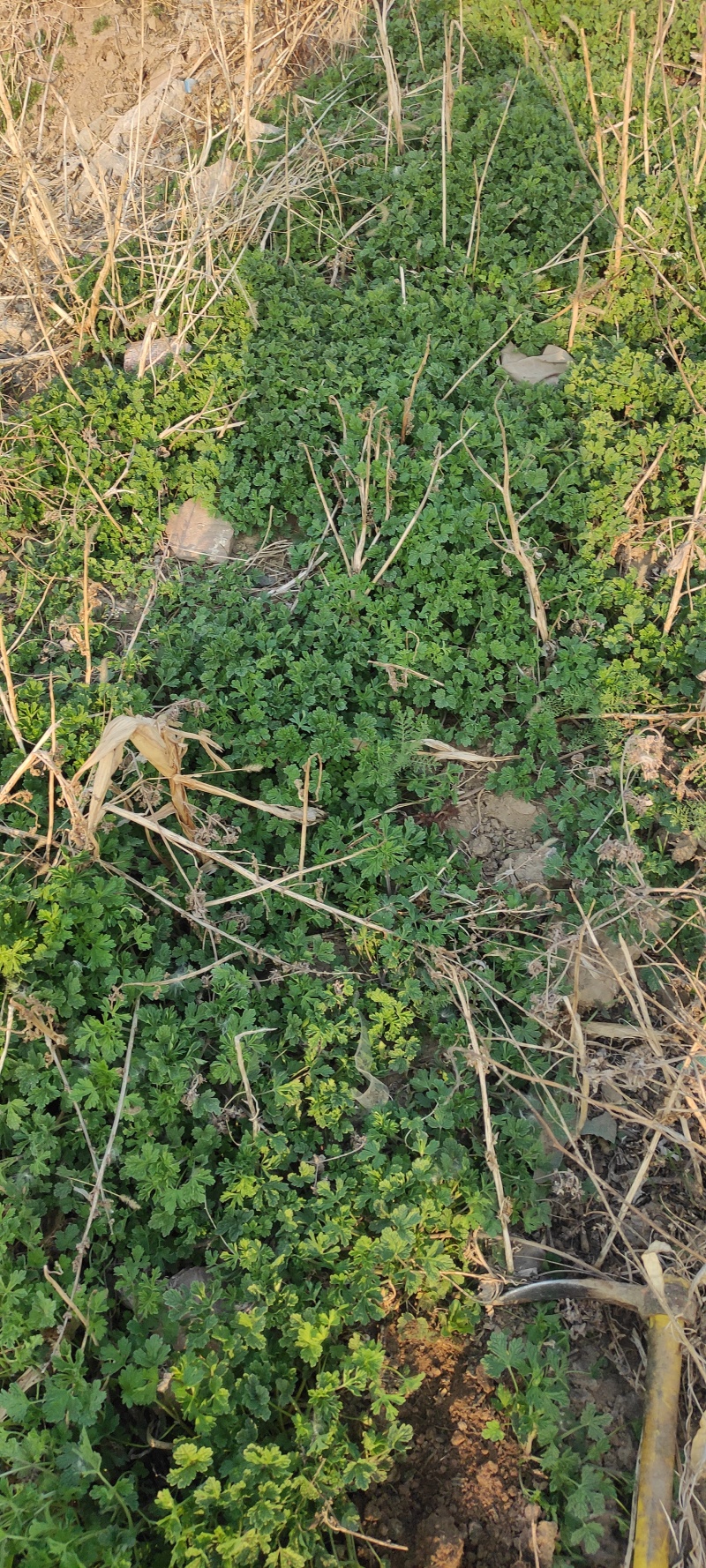 夏至草质量保证货源充足量大从优诚信经营欢迎咨询
