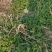 夏至草质量保证货源充足量大从优诚信经营欢迎咨询