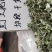 泥胡菜