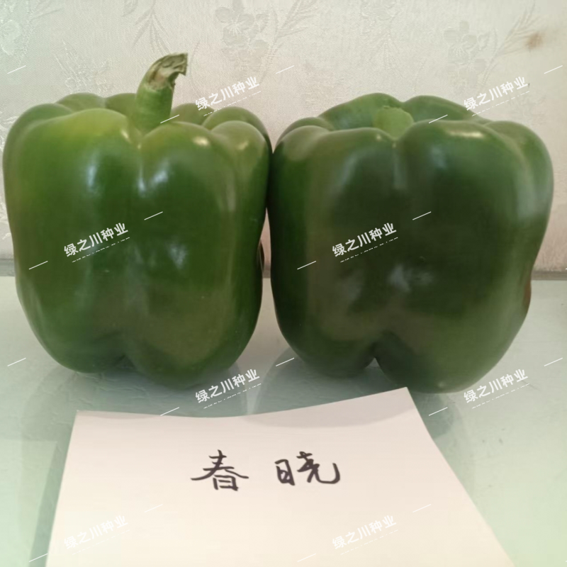 福斯特春晓甜椒种子早熟大果甜椒种籽耐热耐湿丰产深绿色方椒