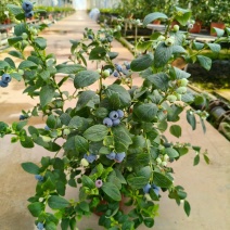 满花满果花香蓝莓苗，支持一件代发，社区团购，对接各大市场