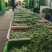 荷兰豆，基地直采，一手货源，量大质优