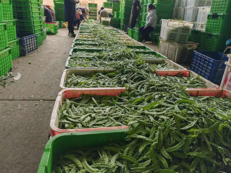 荷兰豆，基地直采，一手货源，量大质优
