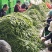 荷兰豆，基地直采，一手货源，量大质优